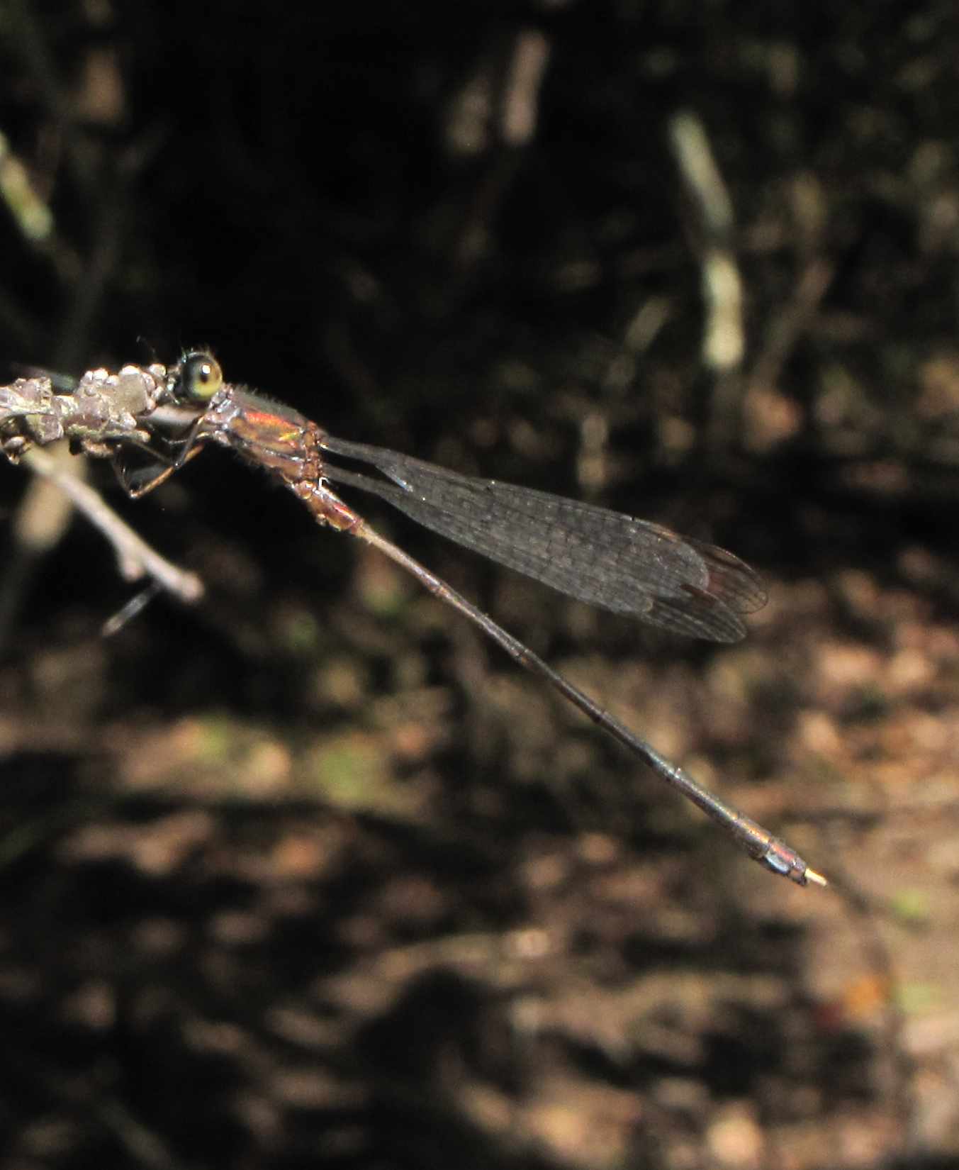 Chalcolestes viridis o parvidens